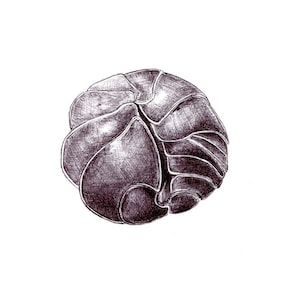May include: A detailed pen and ink drawing of a rounded, segmented object. The artwork features a complex pattern of lines and shading, creating a textured, three-dimensional effect. The object is a dark, muted color against a white background.