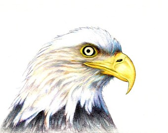 Bald Eagle Portrait art print of an original drawing available 5x7" or 8x10"