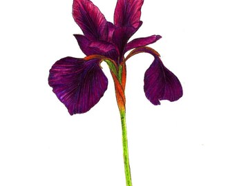 Lila Iris Kunstdruck einer Zeichnung verfügbar 5x7" oder 8x10"