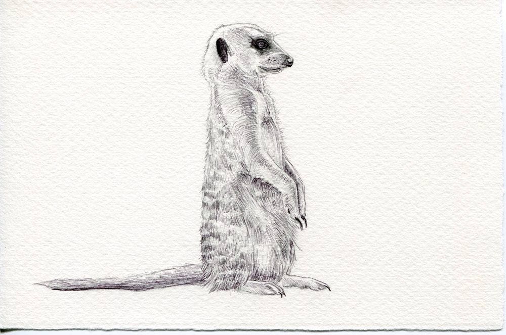 13+ How To Draw A Meerkat