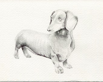 Dachshund Wiener Dog: Original one of a kind drawing