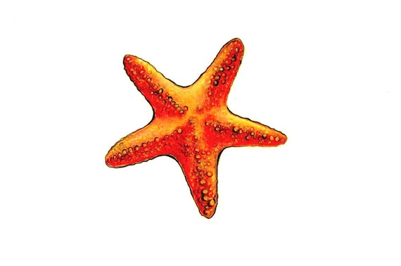 Starfish art print of a drawing available 5x7 or 8x10