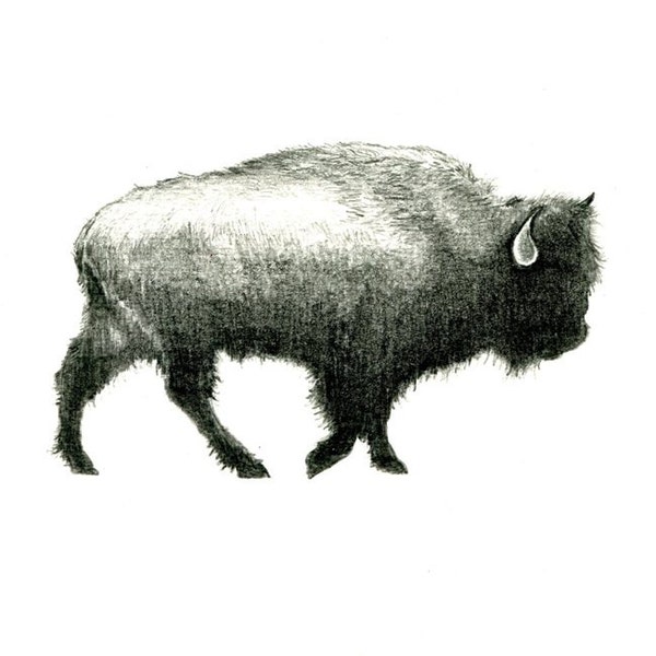 American Bison Print:   Digital print of an original drawing available 5x7" or 8x10"