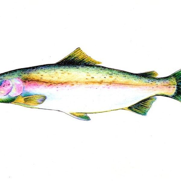 Steelhead Salmon art print van een tekening beschikbaar 5x7" of 8x10"