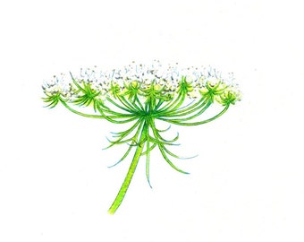 Queen Annes Lace Flower art print of an original drawing available 5x7" or 8x10"