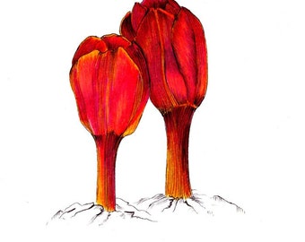 Surfacing tulips art print of an original drawing available 5x7" or 8x10"
