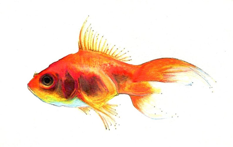 Goldfish Print Digital Print of an Original Drawing Available 5x7 or