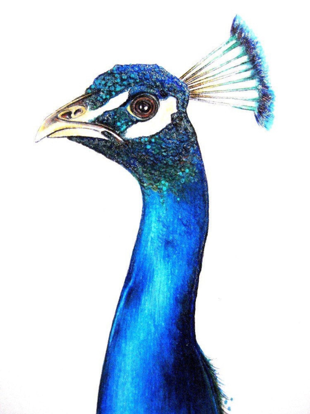 Peacock Drawing Tutorial - How to draw Peacock step by step