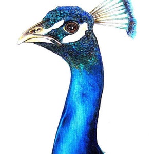 Peacock portrait art print of an original drawing available 5x7" or 8x10"