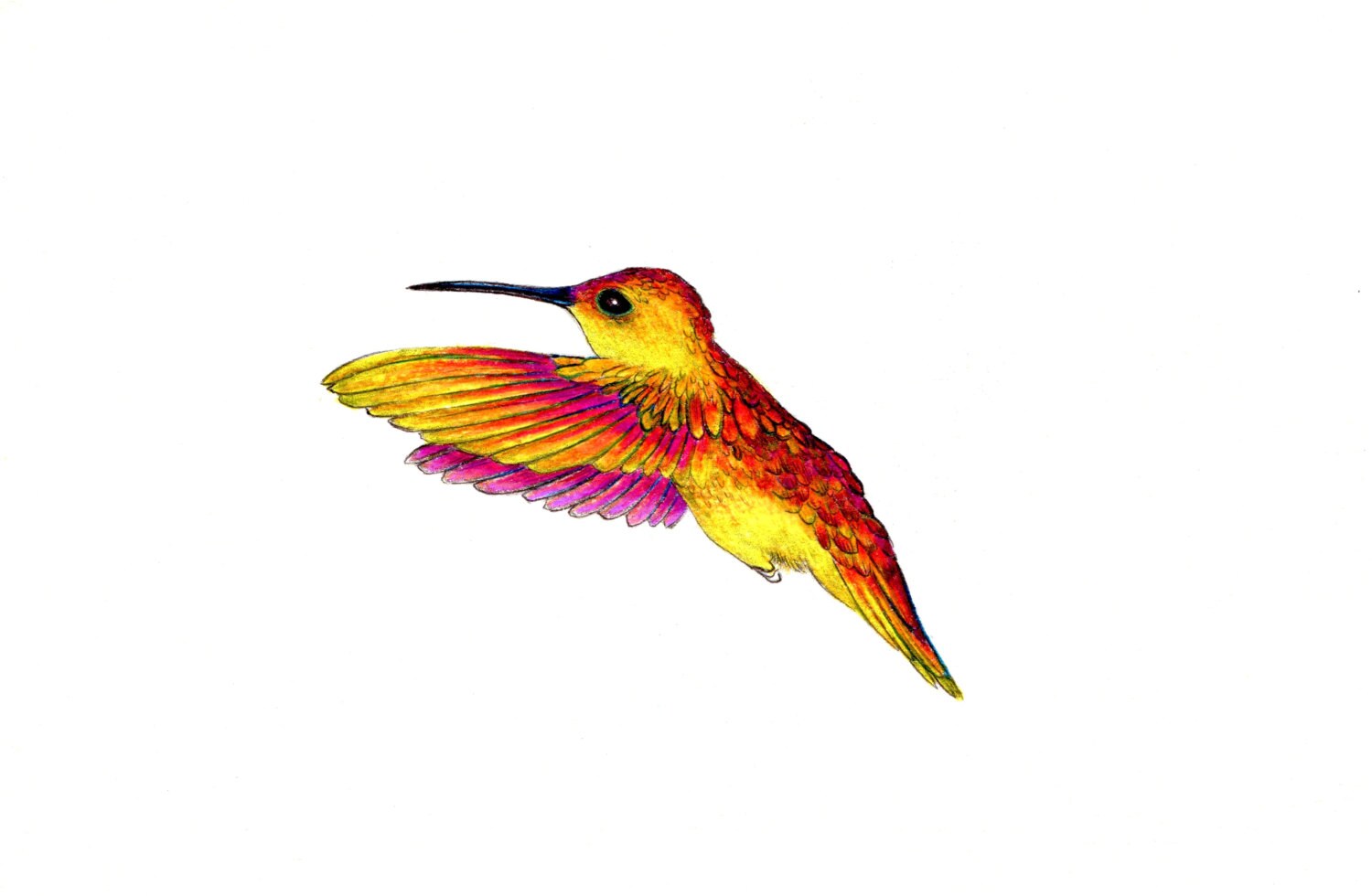 Hummingbird Wing Reversal Art Print of an Original Drawing Available