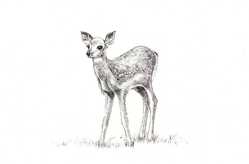 Fawn Print Digital Print of an Original Drawing Available Etsy Australia
