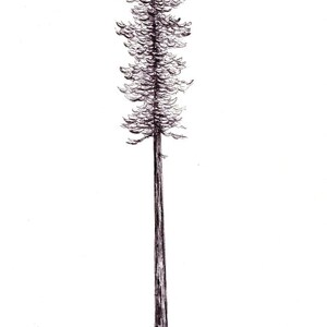 May include: A detailed pen and ink illustration of a tall evergreen tree. The tree has a slender, dark trunk and a dense, textured crown of needles. The artwork is set against a clean white background.