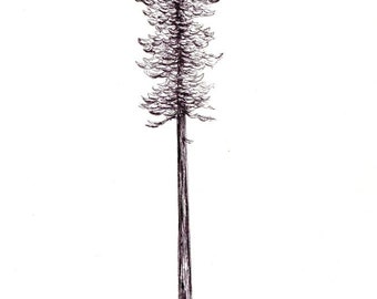 California Redwood Print: Digital Print of an Original Drawing - Etsy