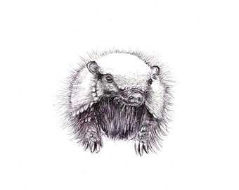 Armadillo art print of an original drawing available 5x7" or 8x10"