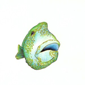 May include: A watercolour illustration of a fish with a large mouth and a surprised expression. The fish is mainly green with yellow spots and a blue interior mouth. The background is white.