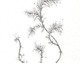 Delicate Branch art print of an original drawing available 5x7" or 8x10"