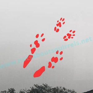 Chinchilla Paw Prints Vinyl Decal, Chinchilla Car Decal, Gift for Chinchilla Lover. Pet Chinchilla Decal, Chinchilla Sticker for Laptops image 1