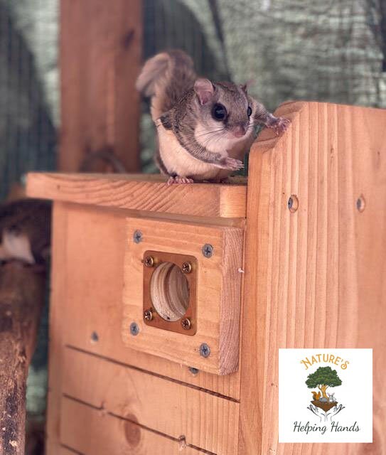 Southern Flying Squirrel Nesting Box Cheap Factory Ids deutschland de Southern Flying Squirrel Nesting Box Cheap Factory Ids deutschland de