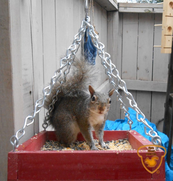 Hanging Platform Squirrel Feeder Etsy