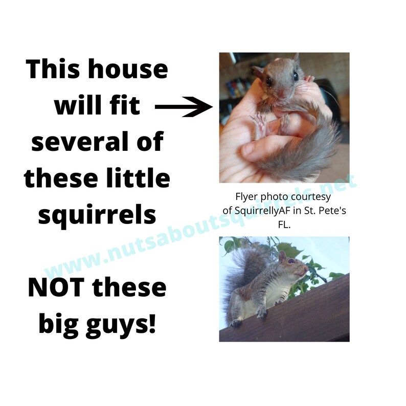 Southern Flying Squirrel House W/ Free Shipping to Contiguous Etsy