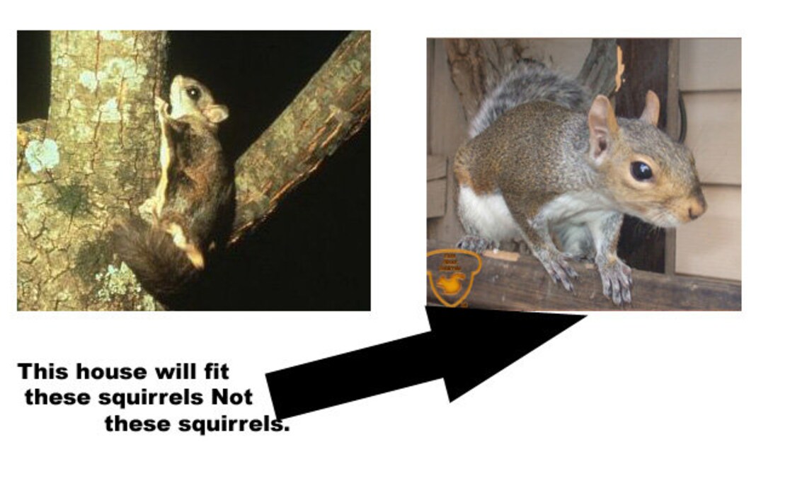 Southern Flying Squirrel House made to order Etsy