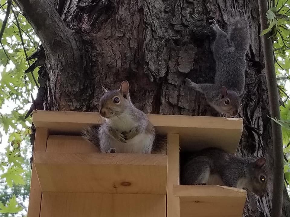 Squirrel Condo made to order Etsy