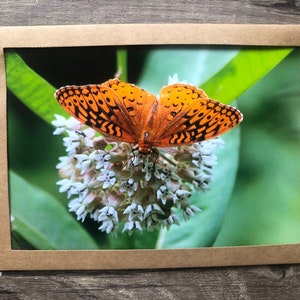 Pomarańczowy motyl na mleczu