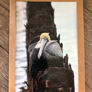 Il gentile pellicano bruno