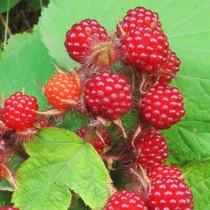 May include: A cluster of vibrant red wineberries growing on a green leafy vine. Each berry features a rounded, bumpy texture with small, fine hairs visible on the stems and calyxes, showcasing the natural growth pattern of the fruit.