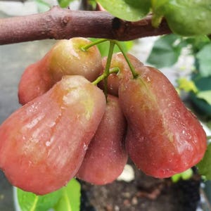 May include: A cluster of bell-shaped wax apples hanging from a brown tree branch. The fruit features a smooth, shiny skin with a gradient of pale green to reddish-pink hues, covered in small water droplets, showcasing a firm, waxy texture.