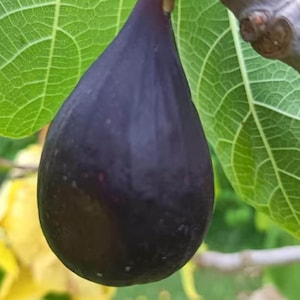 May include: A single, ripe, teardrop-shaped fig with deep purple, almost black skin hanging from a branch. The fruit is positioned centrally, surrounded by large, vibrant green, lobed leaves with visible veins, showcasing its smooth, dark texture.