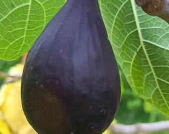 Black Madeira Fig Tree | Grafted Bare Root Fruit Sapling | Premium Dark Sweet Fig Plant | Rare Heirloom Garden Tree