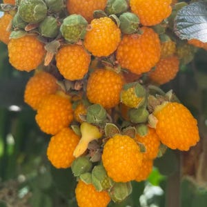May include: A cluster of ripe golden yellow raspberries hanging from a plant. The berries feature a textured, bumpy surface and are surrounded by small green sepals and stems. Some berries are fully mature and bright yellow, while others are green.