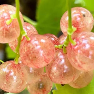May include: A cluster of translucent pink currants attached to thin green stems. Each round berry features a pale, semi-transparent skin with visible reddish speckles and internal textures, hanging together in a dense, natural fruit formation.