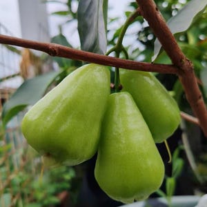 May include: Three light green wax apples hanging from a thin brown tree branch. The bell-shaped fruits have a smooth, waxy skin and are clustered together, suspended by short stems amidst green leaves in a natural outdoor setting.