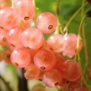 May include: A cluster of translucent pink currants hanging from thin green stems. Each round berry features a small dark circular mark at the base, with the soft, light-catching skins revealing a juicy interior texture within the fruit bunch.