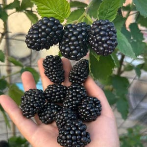 May include: A cluster of ripe, dark purple blackberries with a bumpy, textured surface. Three berries hang from a green stem with leaves, while several more are gathered together in a group, showcasing their round, individual drupelets.