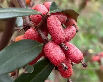 May include: A cluster of oblong, red berries with a speckled texture growing on a woody stem. The fruit features a small, dark, pointed tip at the end. Several smooth, dark green, lance-shaped leaves are visible surrounding the fruit bunch.