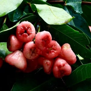 May include: A cluster of bell-shaped rose apples, also known as wax apples, hanging from a branch. The fruit features a smooth, glossy, light pink to reddish skin with a distinct indented center at the base, surrounded by dark green, waxy leaves.