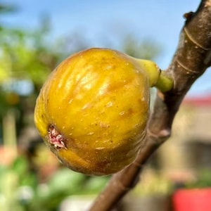May include: A single ripe fig with a smooth, golden-yellow skin and a small, textured opening at the base, attached to a brown, woody branch. The fruit displays subtle variations in color, transitioning from a bright yellow to a deeper amber.