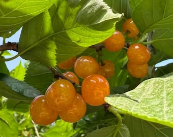 May include: A cluster of bright yellow cherries hanging from a branch surrounded by vibrant green leaves. The round, smooth-skinned fruit is illuminated by sunlight, highlighting the translucent texture and glossy surface of the ripe cherries.