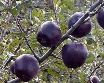 May include: Several dark purple, almost black apples hanging from the branches of an apple tree. The round fruit is smooth-skinned and surrounded by green leaves and woody stems, showing the natural growth pattern of the fruit on the tree.