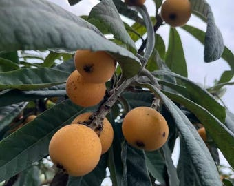 May include: A cluster of round, golden-yellow loquat fruits hanging from a tree branch. The fruits have smooth, firm skins with small dark spots at the base. They are surrounded by large, elongated, dark green leaves with textured surfaces.