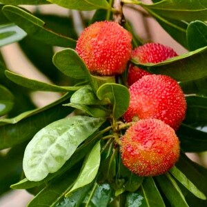 May include: Several round, textured red bayberries hang from a branch surrounded by vibrant green, elongated leaves. The fruit surface appears bumpy and slightly moist, with a deep crimson hue transitioning to lighter orange-red tones.