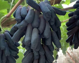 May include: A large cluster of elongated, dark purple grapes hanging from a vine. The grapes have a distinct, finger-like shape with a smooth, matte skin texture. The fruit is attached to a woody, light brown stem with green leaves visible.