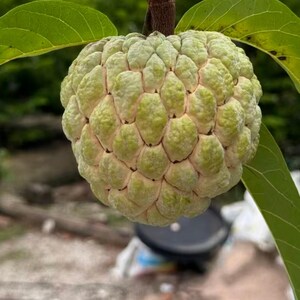 May include: A single sugar apple fruit hanging from a branch with green leaves. The fruit has a segmented, bumpy, light green skin with pale yellow undertones between the individual rounded sections, showing a natural, textured, and spherical shape.