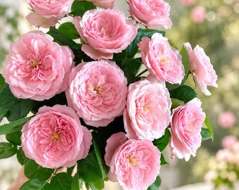 Pamela-ros | 4,7 liter levande växt med egna rötter | Mjukrosa Floribunda-bröllopsros | Snittblomma med upprepade blommor | Spetsblad med några taggar