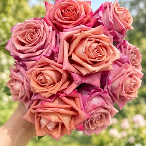 May include: A bouquet of roses featuring multiple blooms with a gradient of colours ranging from soft peach and apricot in the centres to deep magenta and pink along the outer petal edges, arranged in a dense, rounded cluster of floral heads.