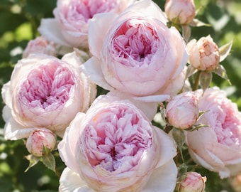 Mauritia Rose Plant | 1Gal Own Root Live Rose Plant | Award Winning Fragrant Shrub Rose | Apricot Pink Garden Rose | Repeat Blooming Rose