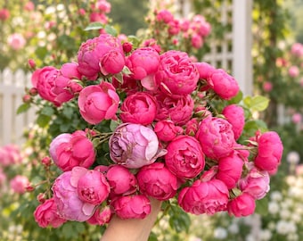 Klimroos Pomponella 1,5 gallon (ca. 5,7 liter) op eigen wortel | Roze Pompon rozenstruik | Romantische cottagetuinroos | Herbloeiend, hittebestendig